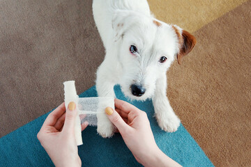 Dog Jack Russell Terrier getting bandage after injury on his leg at home. Pet health care, medical treatment, first aid concept.
