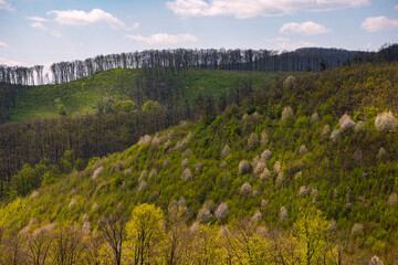 Hungary, Bükk landscape in springtime near Tar kő