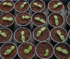 Anzucht von Gurken Gurkenpflanzen Jungpflanzen