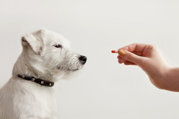 Sick dog Jack Russell Terrier waiting get pill from hand of owner or doctor. Pet health care, veterinary drugs, treatments, medical food supplement concept.