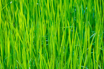 Fototapeta na wymiar green grass texture or background