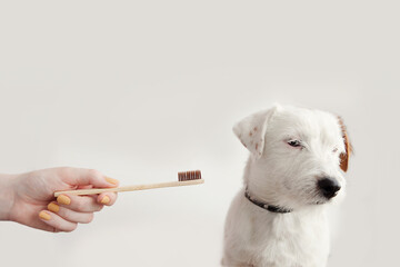 Owner trying to brush dog's teeth. Dog Jack Russell Terrier turned away from toothbrush. Pet health care, treatments concept. White background, copy space.