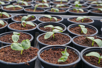 Anzucht von Gurken Gurkenpflanzen Jungpflanzen