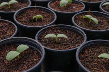 Anzucht von Gurken Gurkenpflanzen Jungpflanzen