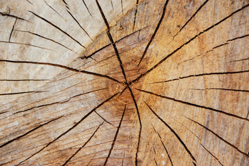 Cut tree and lines in cross section