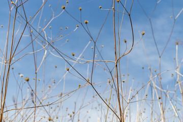 dry bushes against the sky. blue bright sky, background.