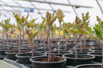 Anzucht von Gurken Tomatenpflanzen Jungpflanzen