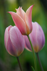 Fototapeta premium pink tulip flower