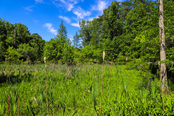 a gorgeous shot of vast marsh land covered with lush green trees and plants and silky brown water...