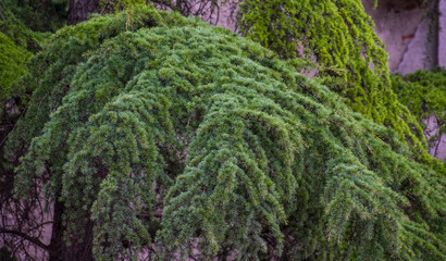 green moss on the wall
