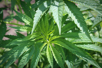 Closeup of Cannabis leaf tips without any buds