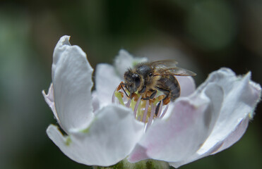 bee on a flower close up macro