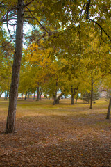 autumn trees in the park