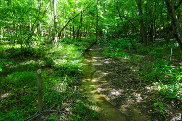 a small creek in the forest surrounded by lush green trees and plants at Newman Wetlands Center in...
