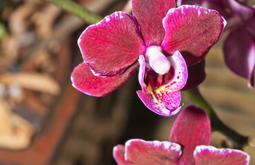 front view, close up of purple orchid center, on a tropical lanai