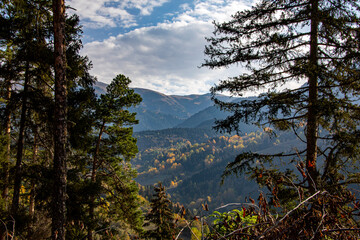 A panoramic shot of mesmerizing trees in Artvin, Turkey.