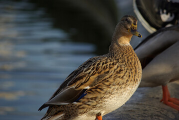 Femelle de canard col-vert