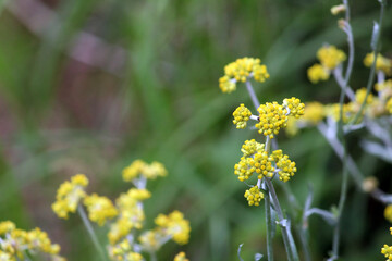 flowers in the field