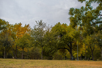autumn in the forest