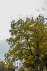 Obraz premium trees in the autumn