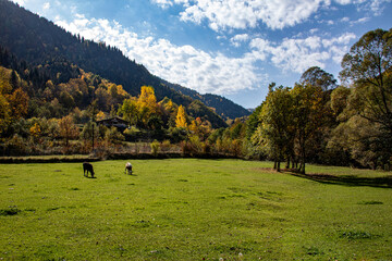 A panoramic shot of mesmerizing trees in Artvin, Turkey.