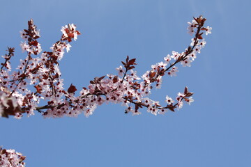 Zierkirsche in der Fr&uuml;hlingssonne