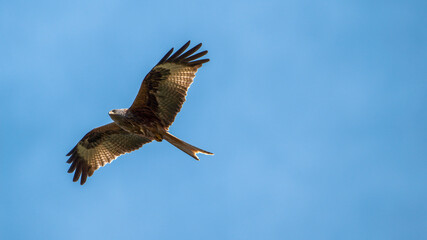 Red kite (bird of prey) close up in the air on a sunny day

