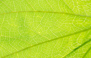 Texturas en la naturaleza