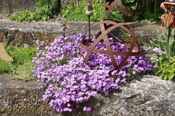 Polsterphlox Steingartenbewuchs