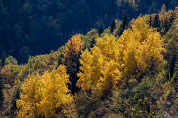 A panoramic shot of mesmerizing trees in Artvin, Turkey.