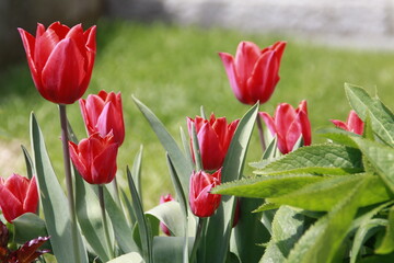 Fr&uuml;hlingstulpen in der sonne