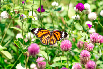 Obraz premium butterfly on flower