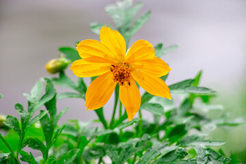 yellow flower in the garden