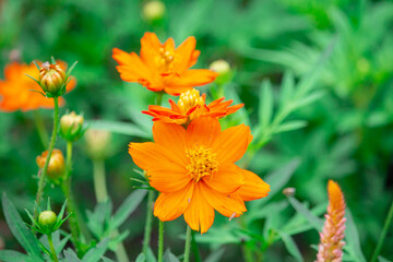 orange and flowers