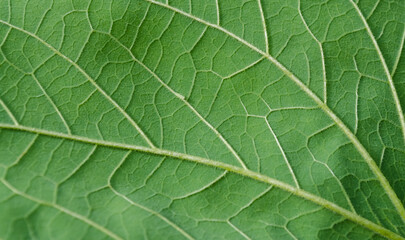 Textura en la naturaleza