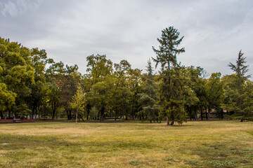 landscape with trees and clouds