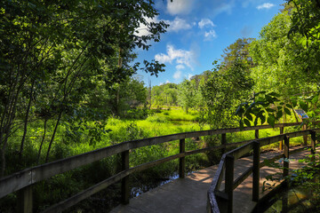 a shot of a brown wooden bridge over the water in a marsh surrounded by lush green trees and plants...