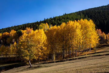 A panoramic shot of mesmerizing trees in Artvin, Turkey.