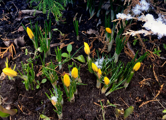 spring yellow flowers. primroses
