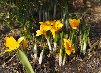 spring yellow flowers. primroses