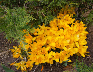 spring yellow flowers. primroses