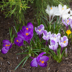 Beautiful spring lilac crocuses