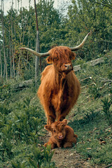 Highland cow with her calf in the field