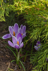 Beautiful spring lilac crocuses