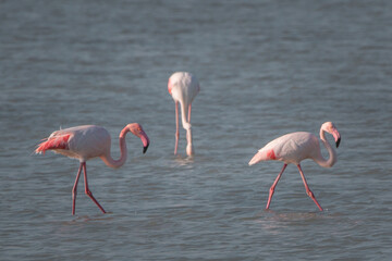 Flamingos in the lake