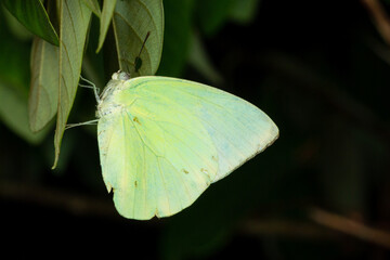 a lime color butterfly roosting on a leaf at night against black background. 