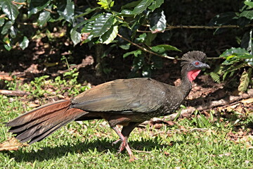 Crested guan (Penelope purpurascens) taken in Costa Rica. Arenal Volcano National Park.