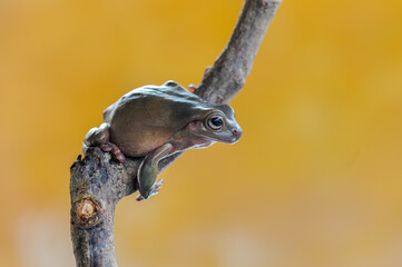 Dumpy frog on a branch