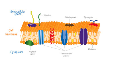 Lipid bilayer [cell membrane] 