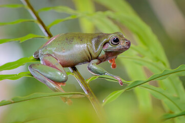 Dumpy frog on a branch